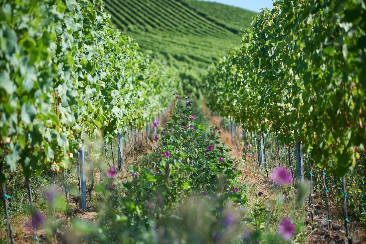 Ferienweingut Willems Oberemmel ภายนอก รูปภาพ